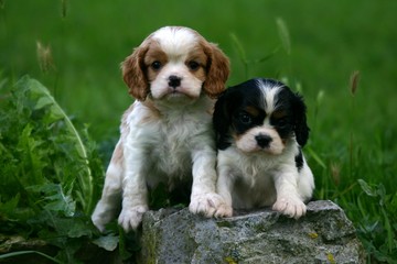 duo chiots cavalier king charles