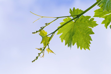 grape vine leaves over cloudy sky