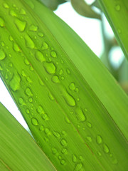 gouttes sur bout de palme