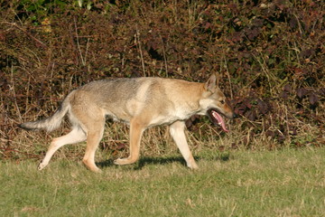 chien loup tchécoslovaque devant une haie en automne