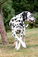 Obraz premium chien dalmatien faisant demi-tour