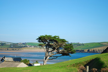 Tree on Burgh Island, Devon