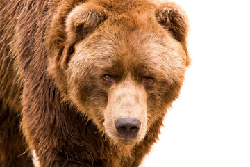 Naklejka premium Brown bear close-up portrait isolated on white background