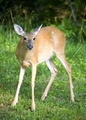 whitetail doe that's near a forest's edge