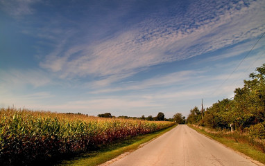 Road Through Corn Fields
