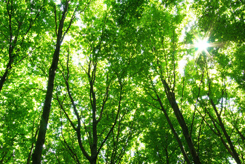 green leaves