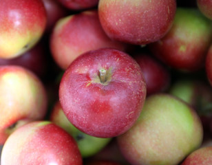 Fototapeta na wymiar freshly picked red and green apples