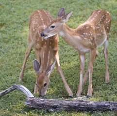a pair of whitetail fawns take turns eating