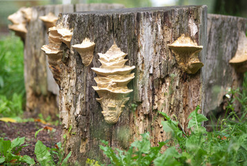 Mushroom Tinder fungus © ster