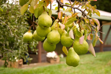 Closeup of branch full of ripe pears in fruit garden