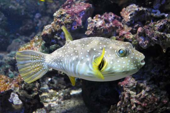 Tropische Fische in einem Korallenriff