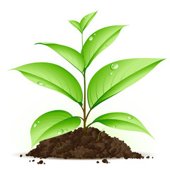 Jeune plante verte
