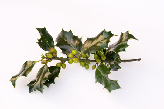 Sprig of green holly
