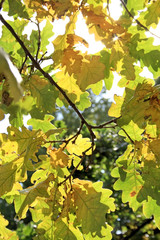 Light-green and yellow oak leaves