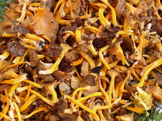 frische Pilze