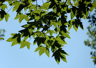 festone di foglie
