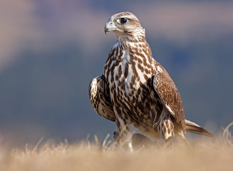 falcon 3