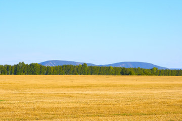 Russian rye field on a background of the blue sky - 9540962
