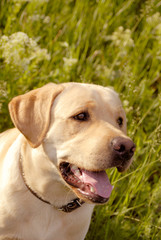 portrait of a dog in park