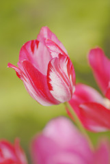 tulips in garden