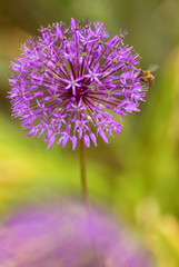 blossoming decorative garlic and pollinating bee
