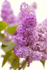 blossoming lilac in a garden