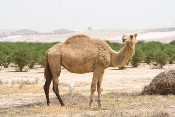 Young camel in the desert