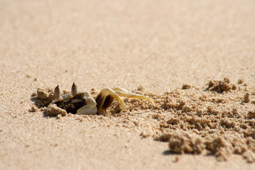 Ghost crab, burrowing in sand
