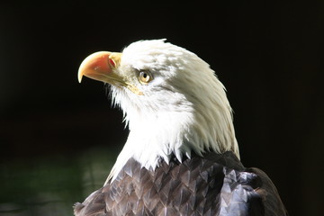 aigle pecheur portrait de profil