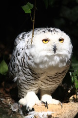 harfang des neiges portrait