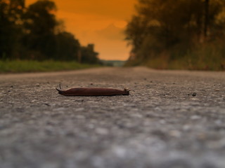 traînard...traversée périlleuse