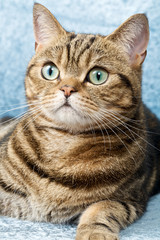 Cute cat with very big round eyes