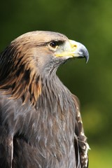 aigle royal portrait de profil