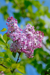 branch of  bush of  lilac on  background of green leaves