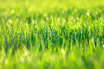 field green wheat, close-up