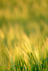 ear wheat,  green field in steppe, spring
