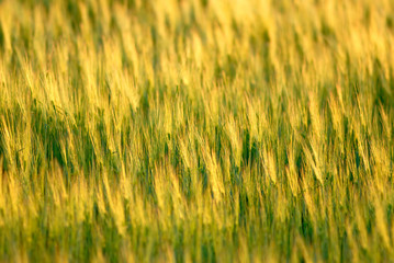 field wheat on  sunset,  spring in steppe