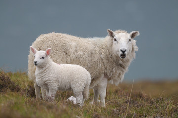 Naklejka na ściany i meble Owce i dziecko