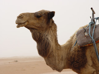 chameau
