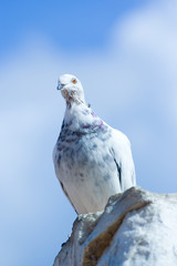 A white dove sitting on a rock against blue sky