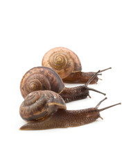 Small garden snail on a white background