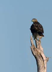 Immature Bald Eagle perched on a dead tree.