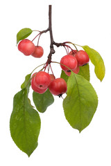 Paradise apple (Malus pumila), close-up