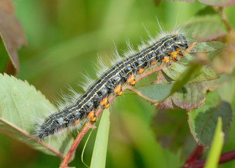 A macro of a fuzzy caterpillar on a twig.