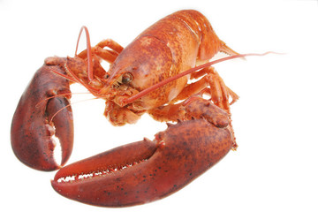 lobster on white