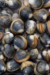 Fresh clams just out of the ocean