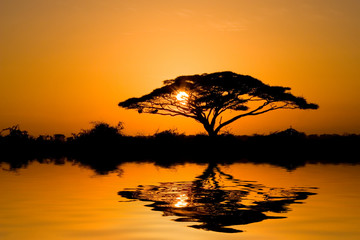 Acacia Tree at Sunrise in Kenya