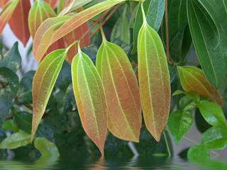 feuilles de cannelle