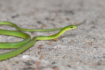 A rough green snake on concrete pavement.