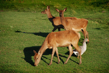 Three deers and geese in the green wildlife environment